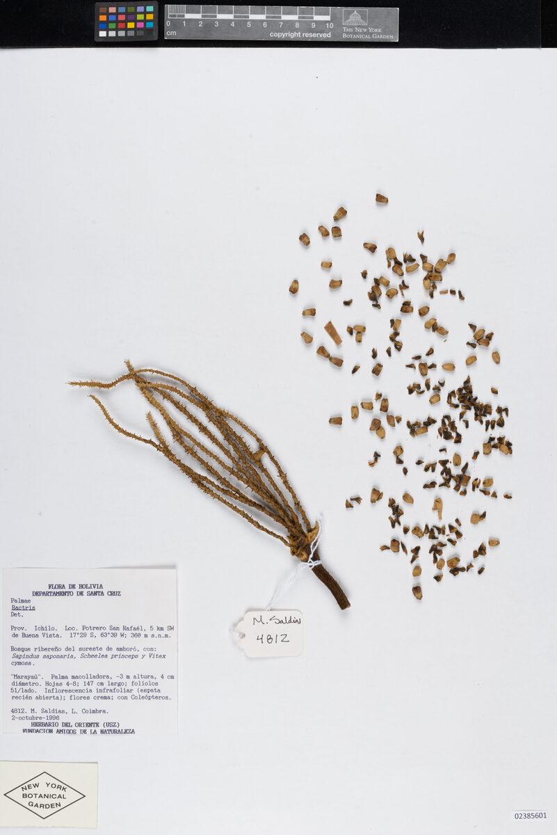 Bactris major var. socialis — photo