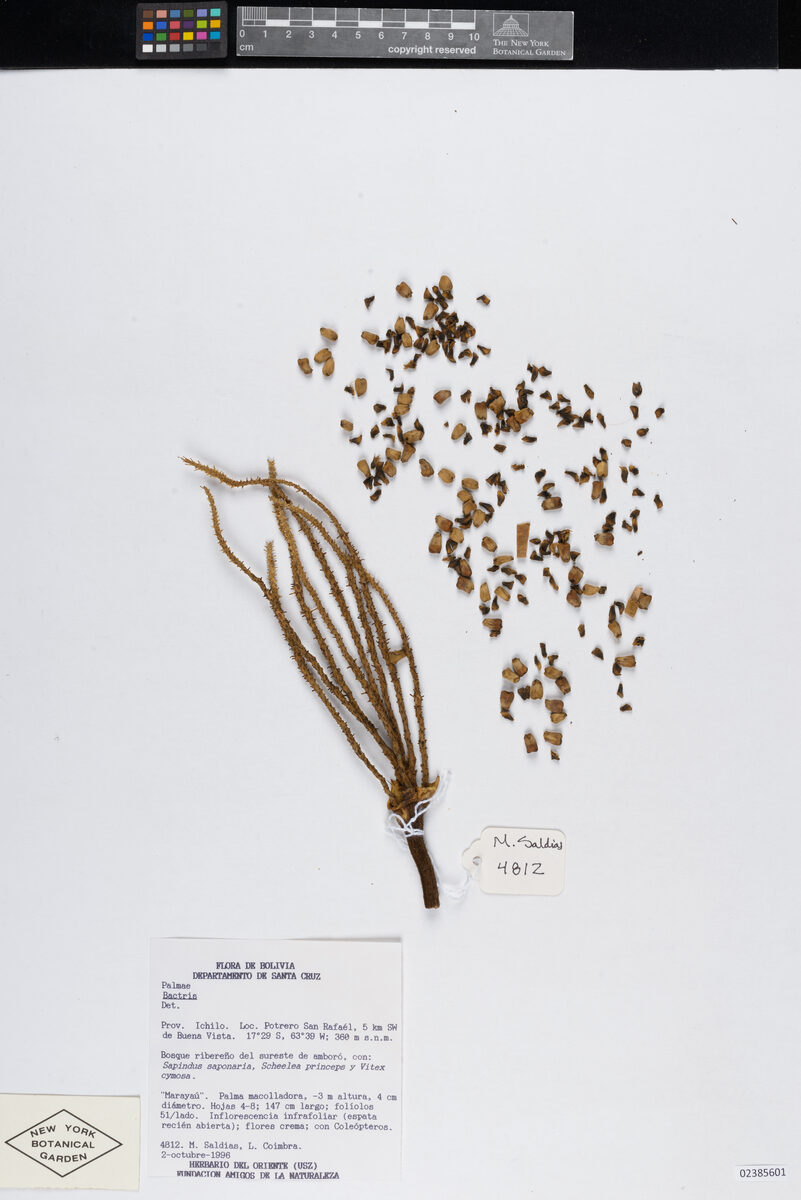 Bactris major var. socialis — photo