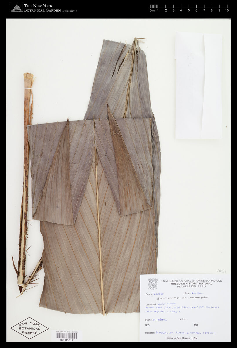 Bactris maraja var. chaetospatha — photo