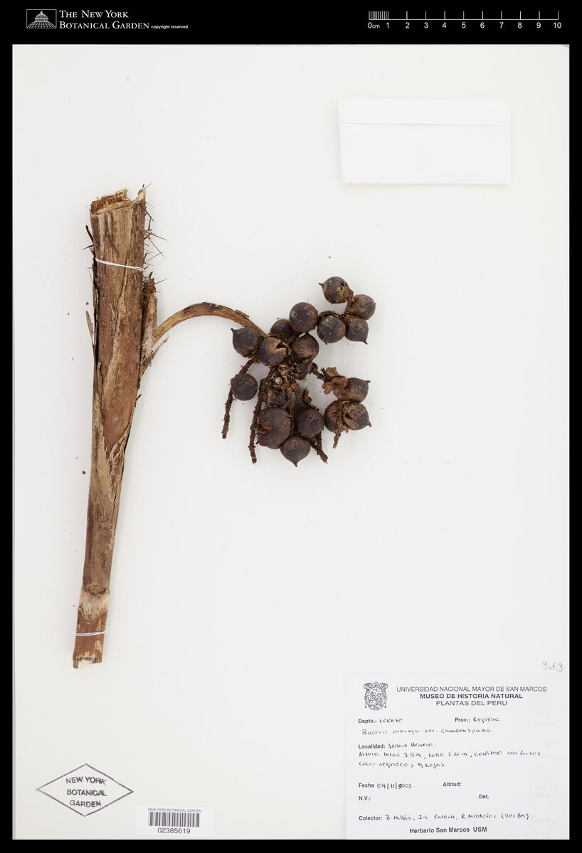 Bactris maraja var. chaetospatha — photo