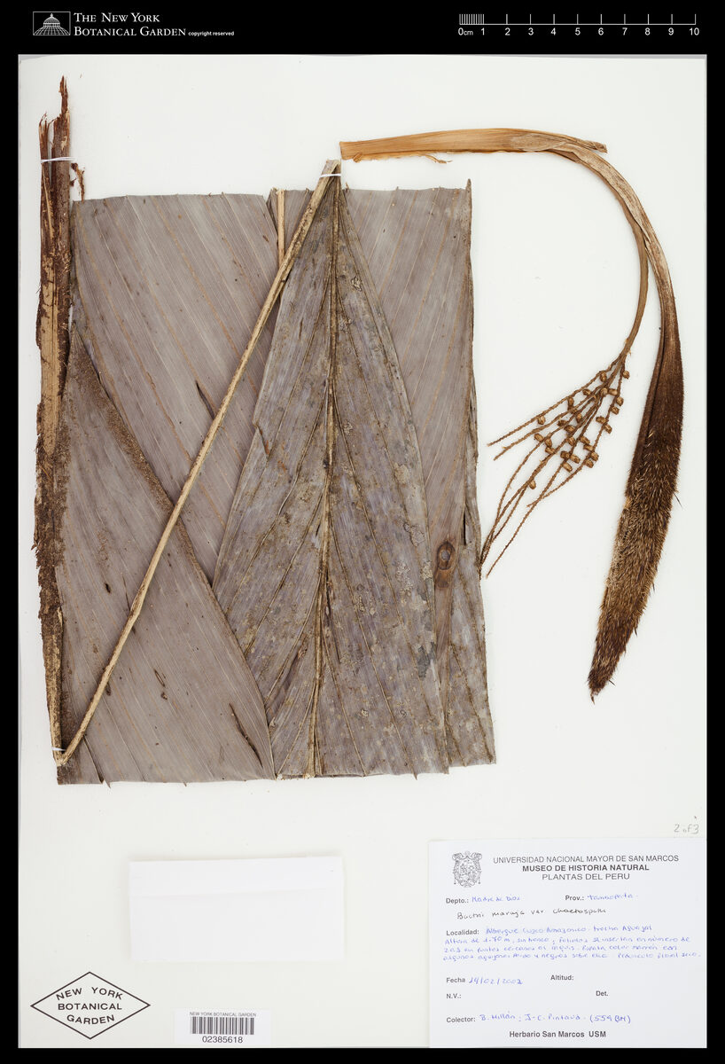 Bactris maraja var. chaetospatha