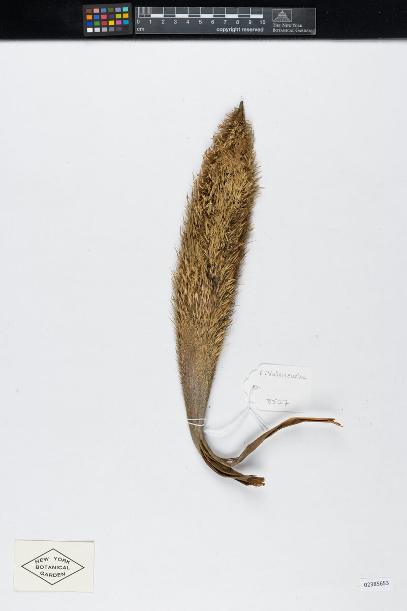 Bactris maraja var. juruensis — photo