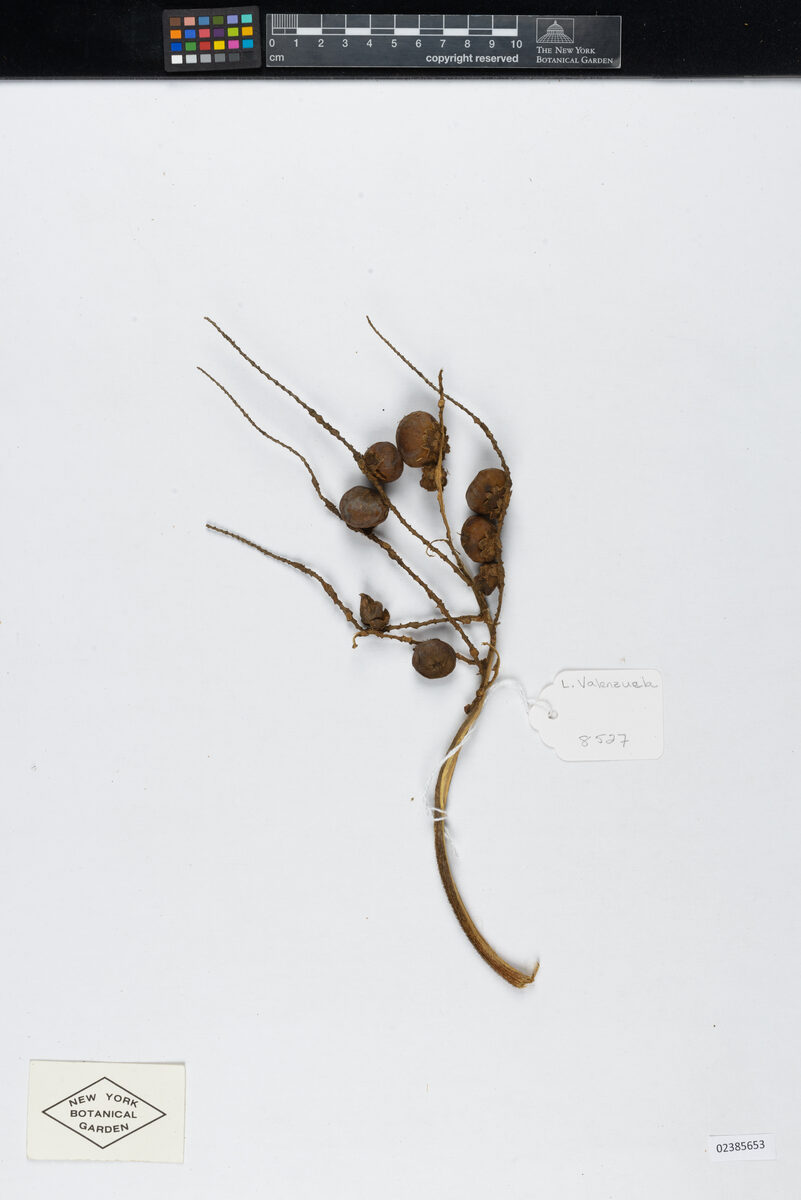 Bactris maraja var. juruensis — photo