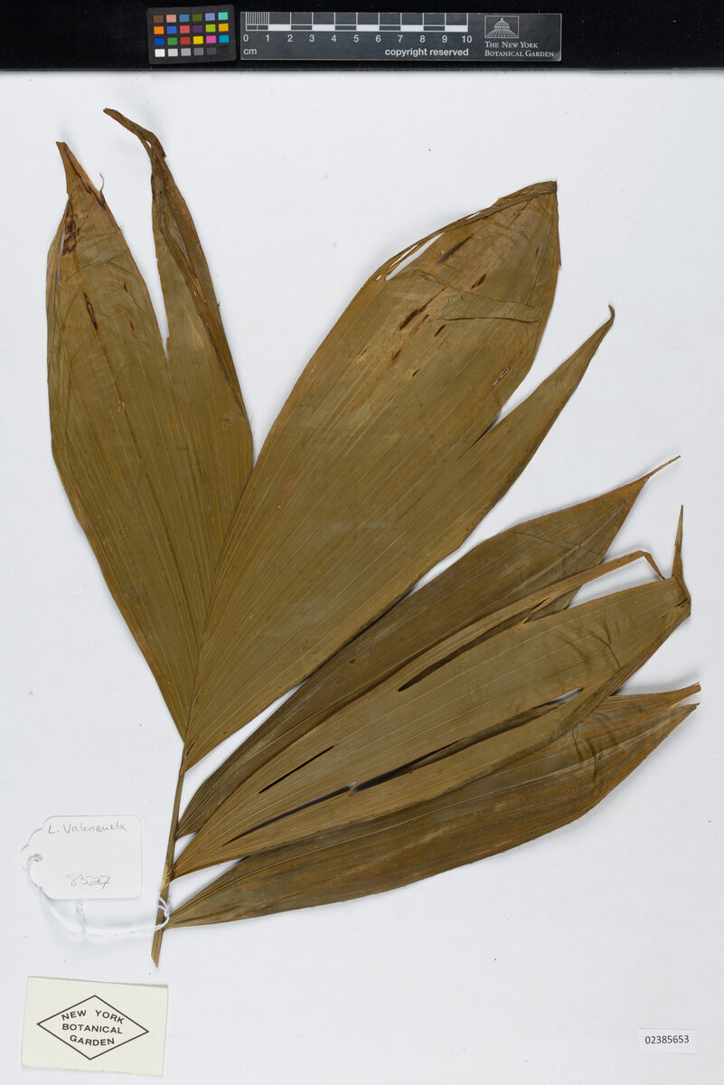 Bactris maraja var. juruensis