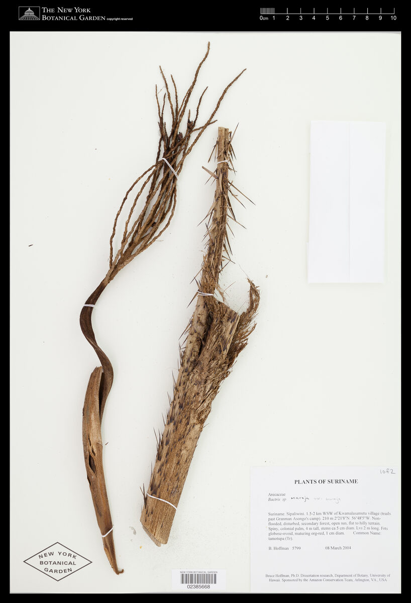 Bactris maraja var. maraja — photo