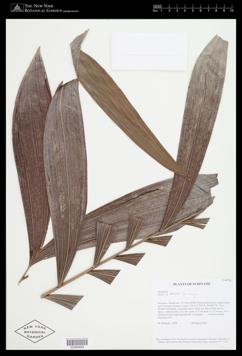 Bactris maraja var. maraja — photo