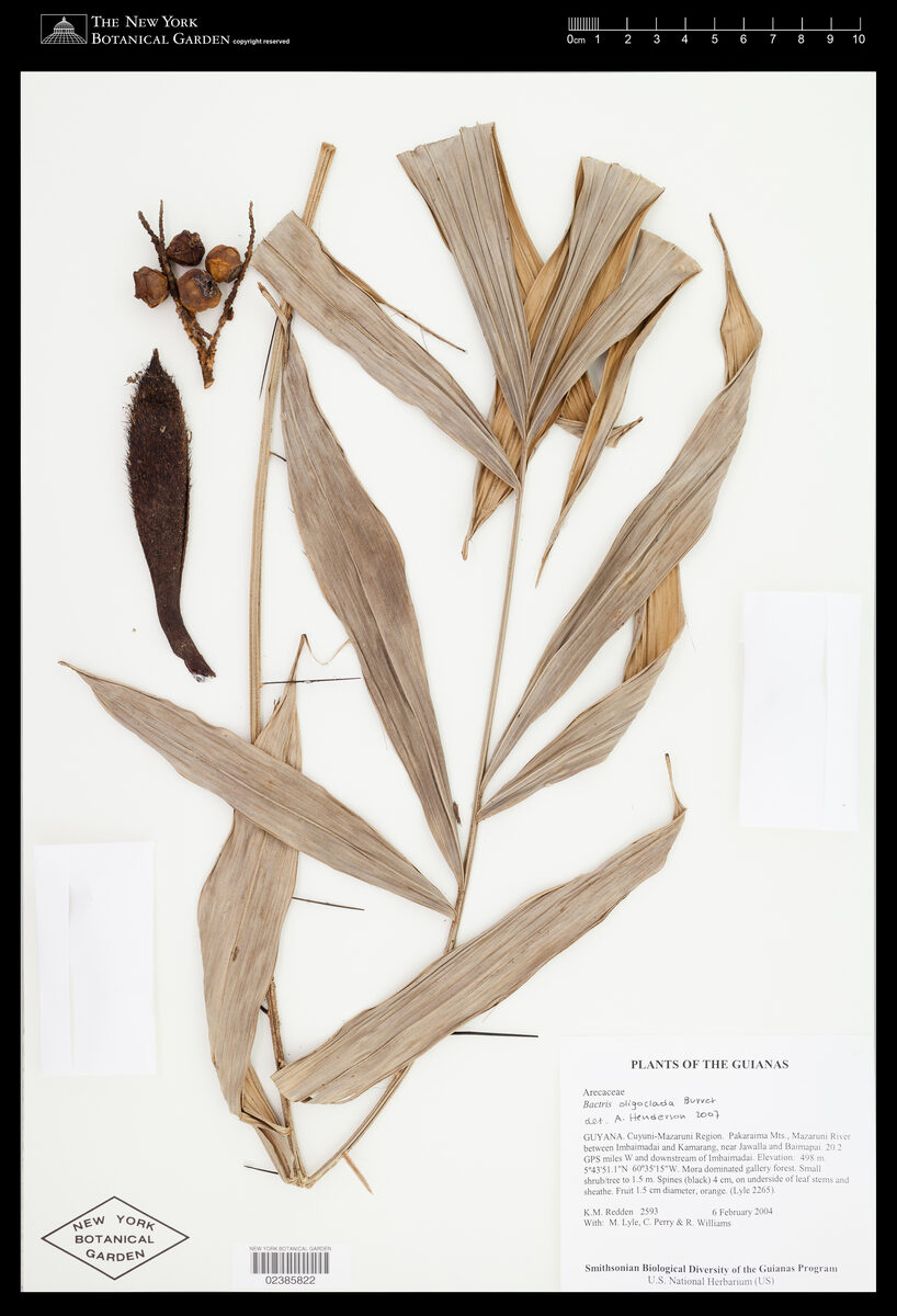 Bactris oligoclada (Plimpa seed) — photo