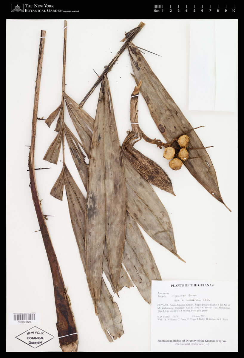 Bactris oligoclada (Plimpa seed) — photo