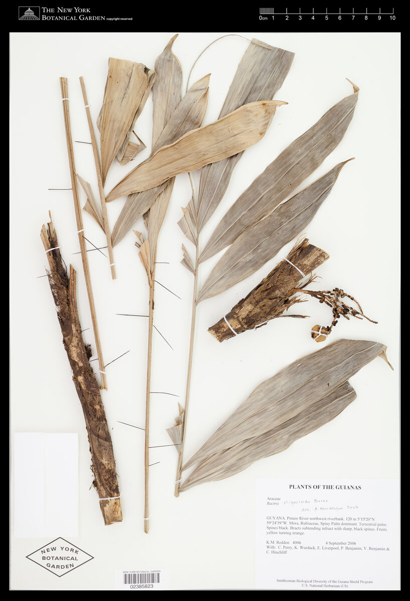 Bactris oligoclada