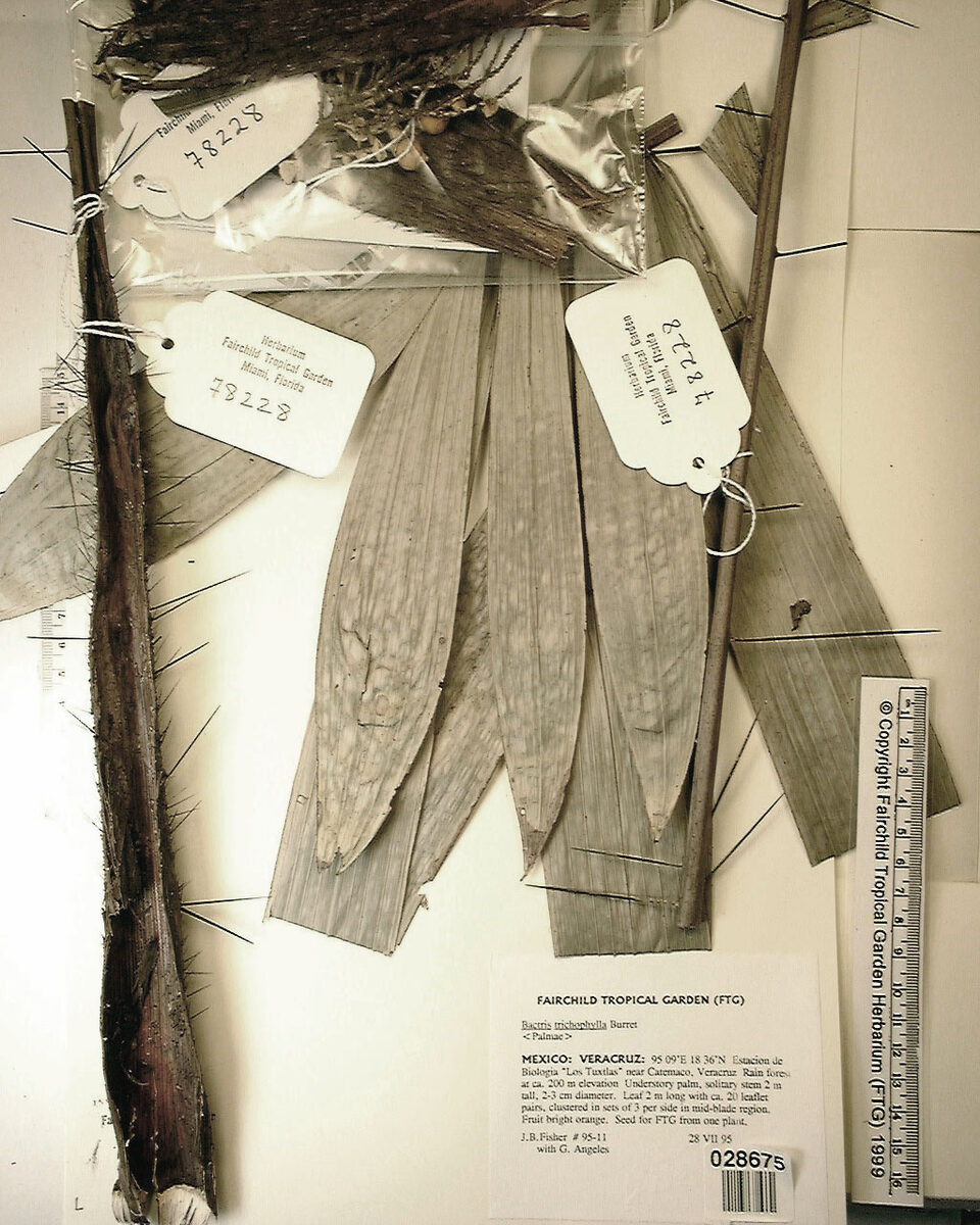 Bactris trichophylla — photo