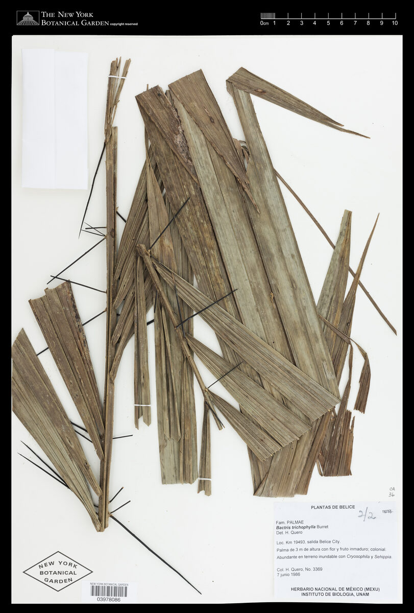 Bactris trichophylla — photo