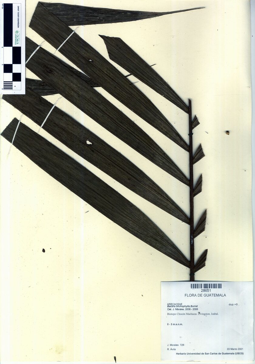 Bactris trichophylla