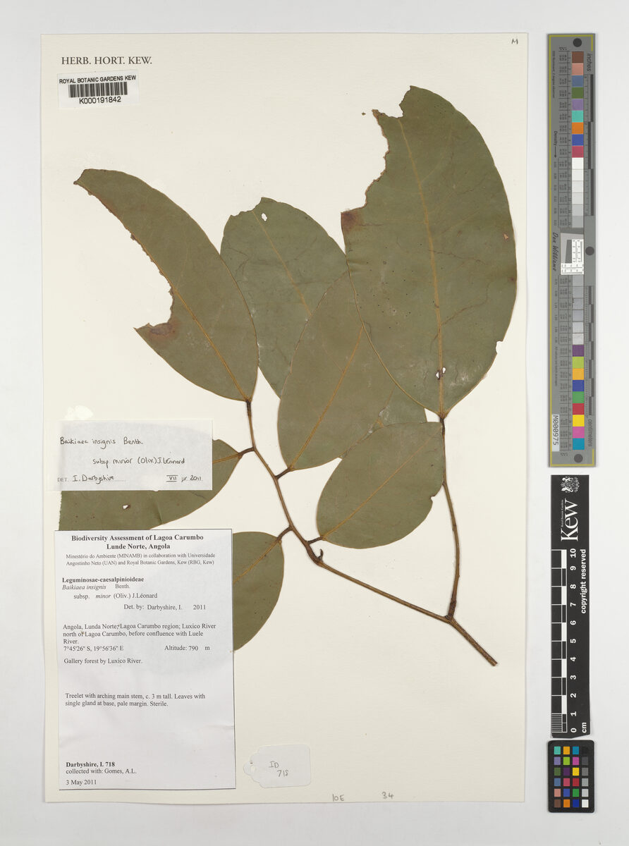 Baikiaea insignis subsp. minor — photo