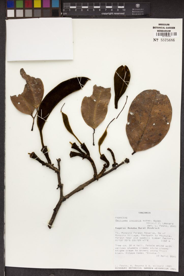 Baikiaea insignis subsp. minor — photo