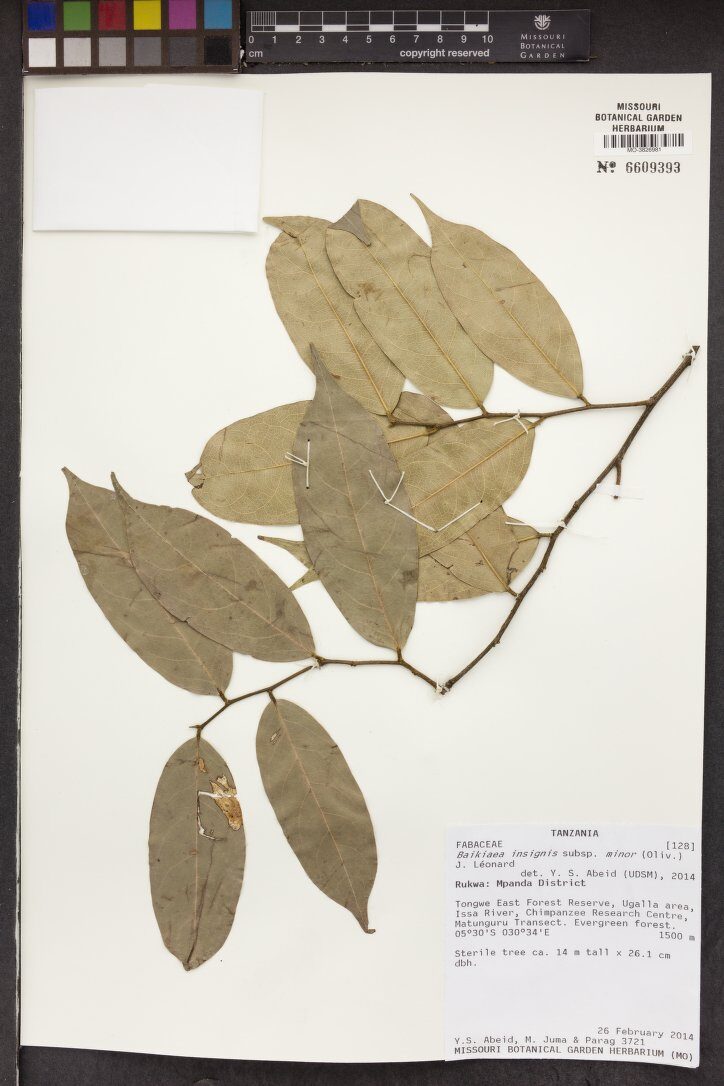 Baikiaea insignis subsp. minor
