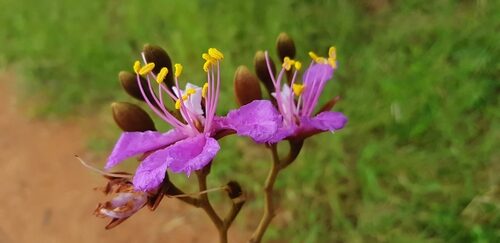 Baikiaea plurijuga (Rhodesian Teak) — photo