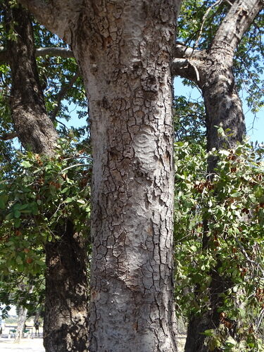 Baikiaea plurijuga (Rhodesian Teak) — photo