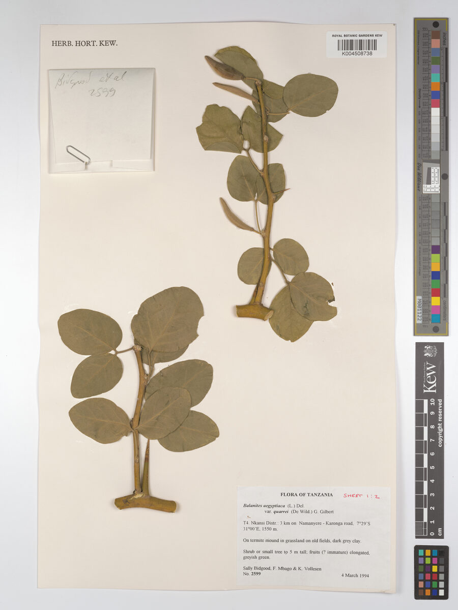 Balanites aegyptiaca var. quarrei — photo