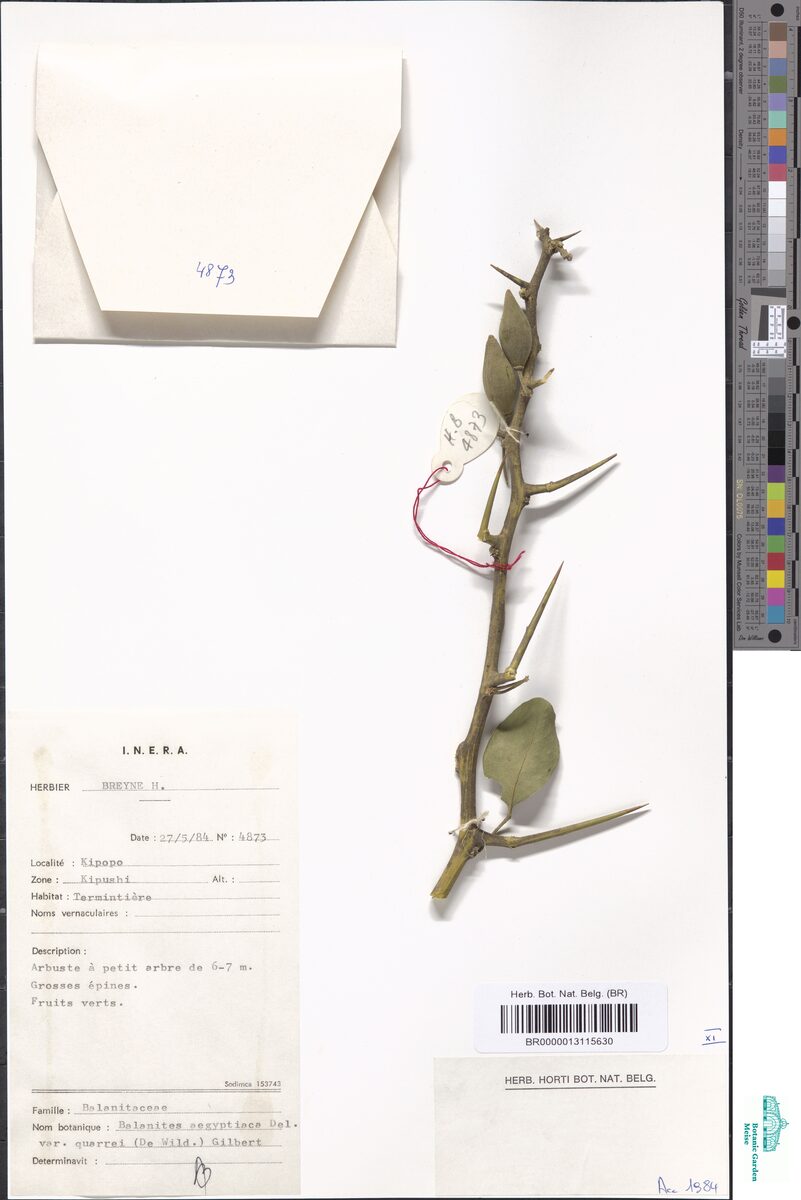 Balanites aegyptiaca var. quarrei — photo