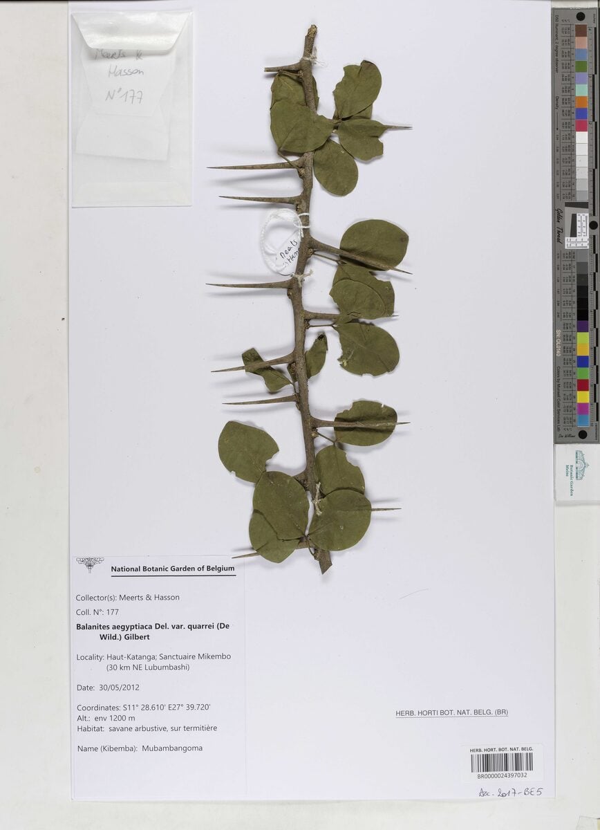 Balanites aegyptiaca var. quarrei