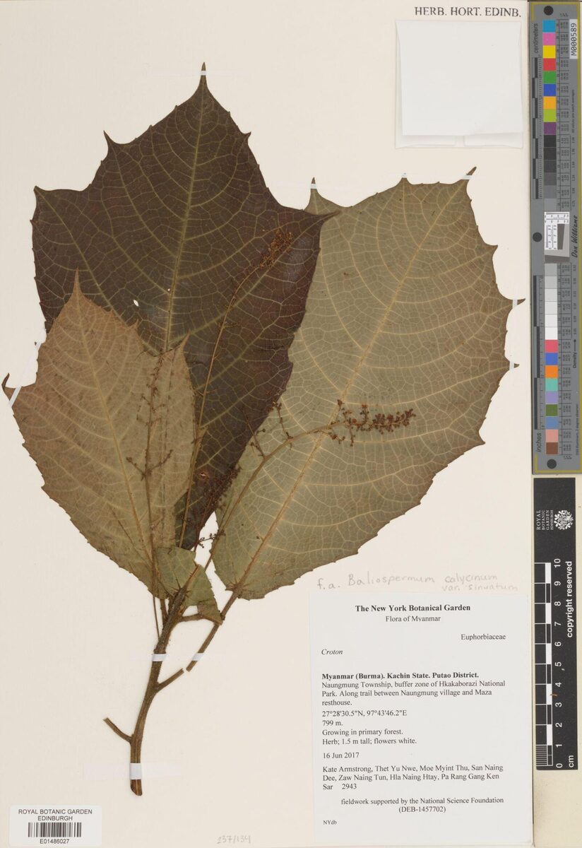 Baliospermum calycinum — photo