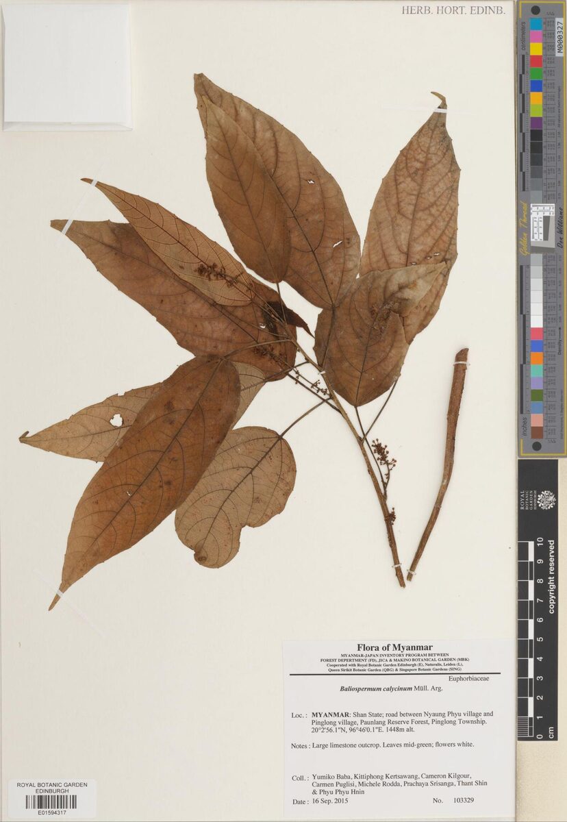 Baliospermum calycinum — photo