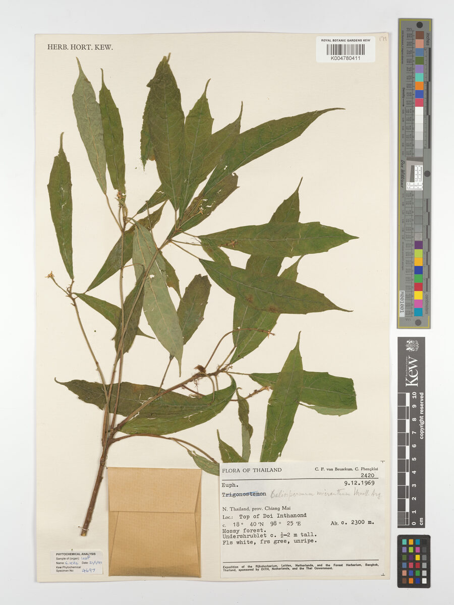 Baliospermum calycinum var. micranthum — photo