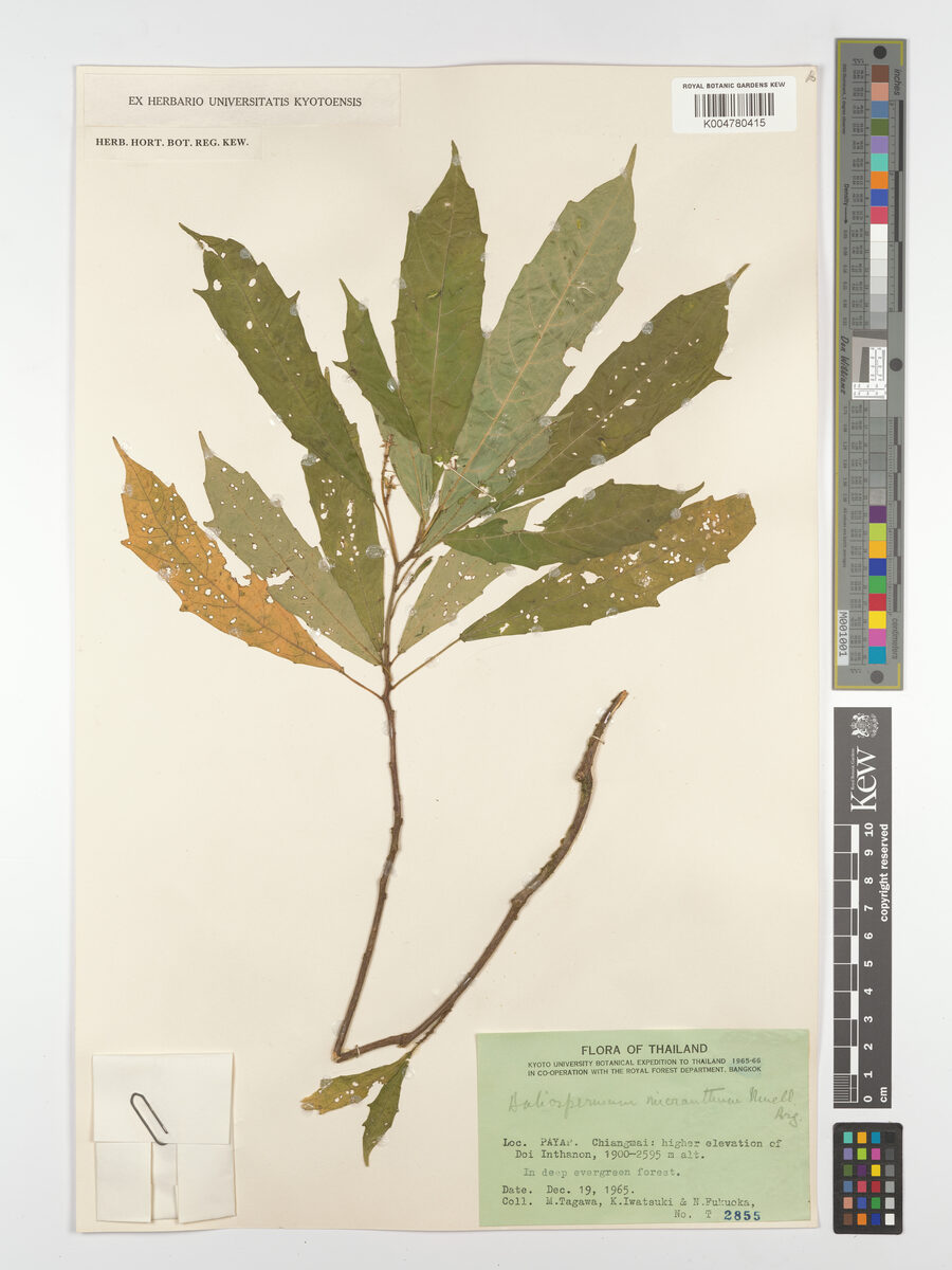 Baliospermum calycinum var. micranthum — photo