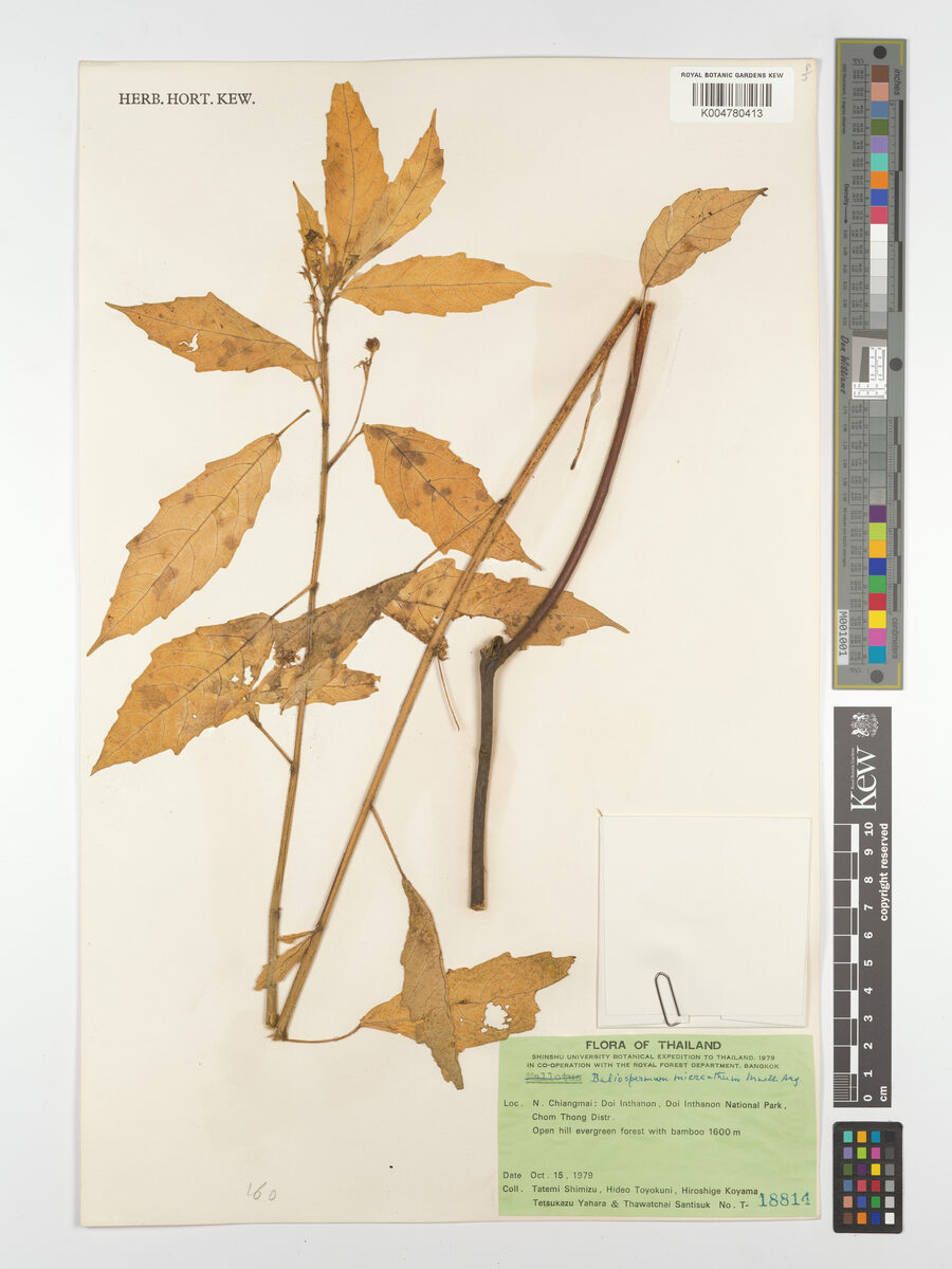 Baliospermum calycinum var. micranthum