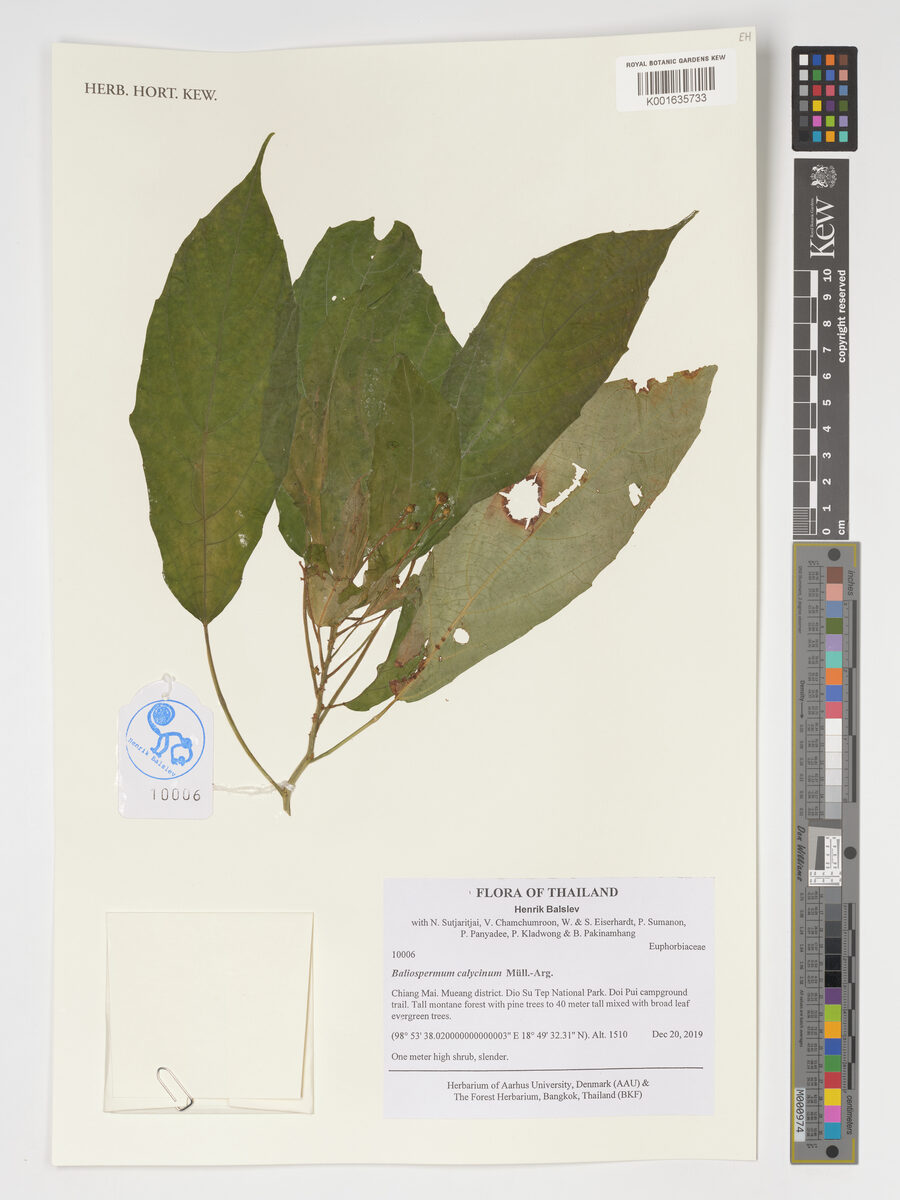 Baliospermum calycinum