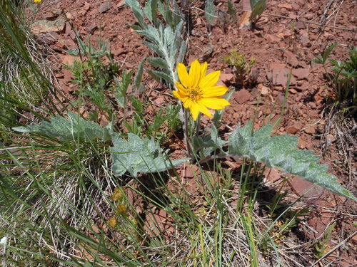Balsamorhiza incana (Hoary Balsamroot) — photo