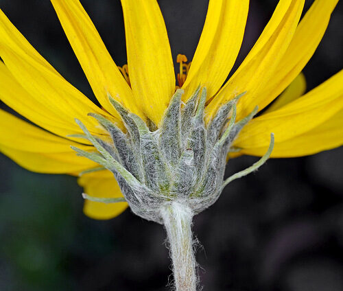 Balsamorhiza incana (Hoary Balsamroot) — photo