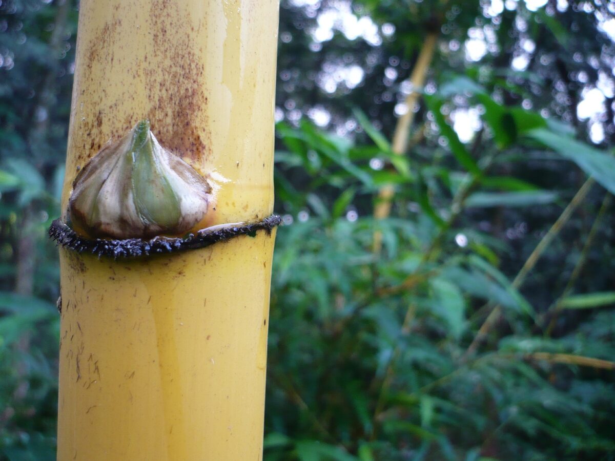 Bambusa clavata