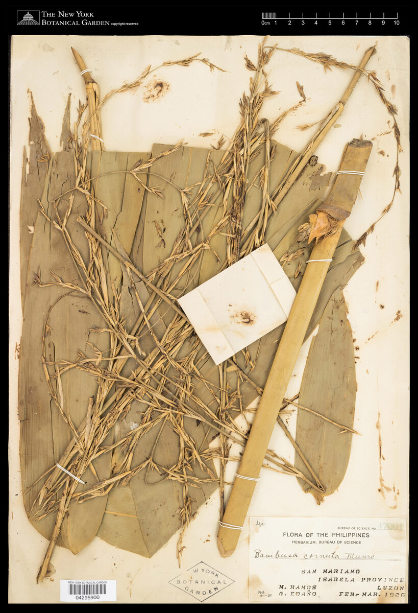 Bambusa cornuta (Lopa) — photo