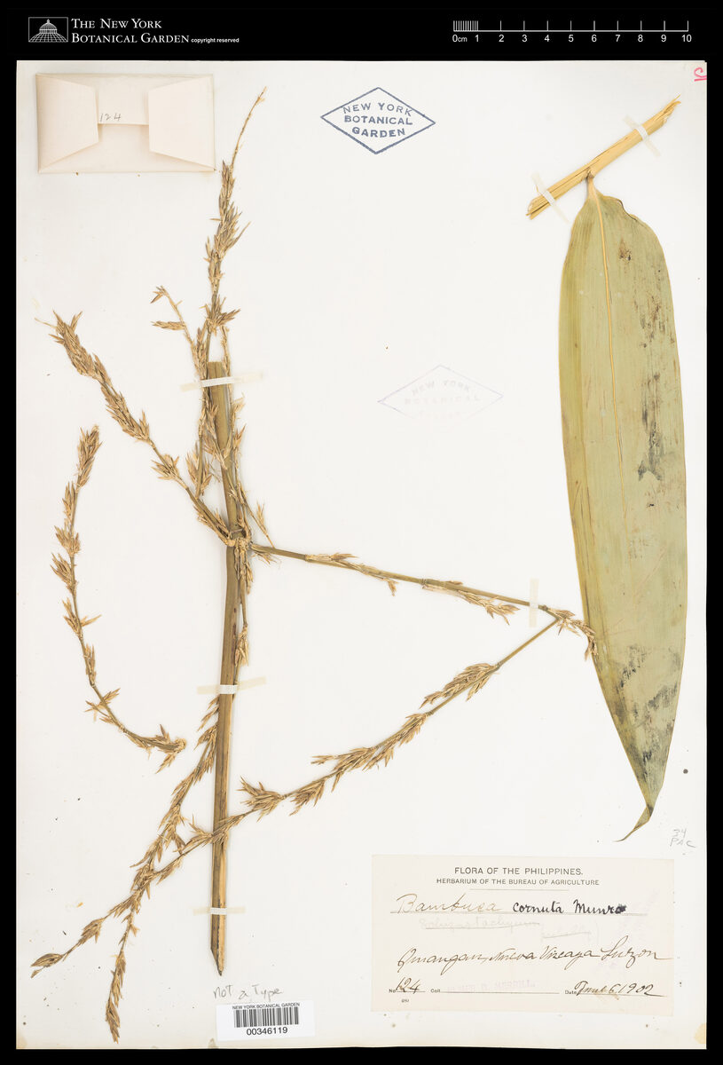 Bambusa cornuta (Lopa) — photo