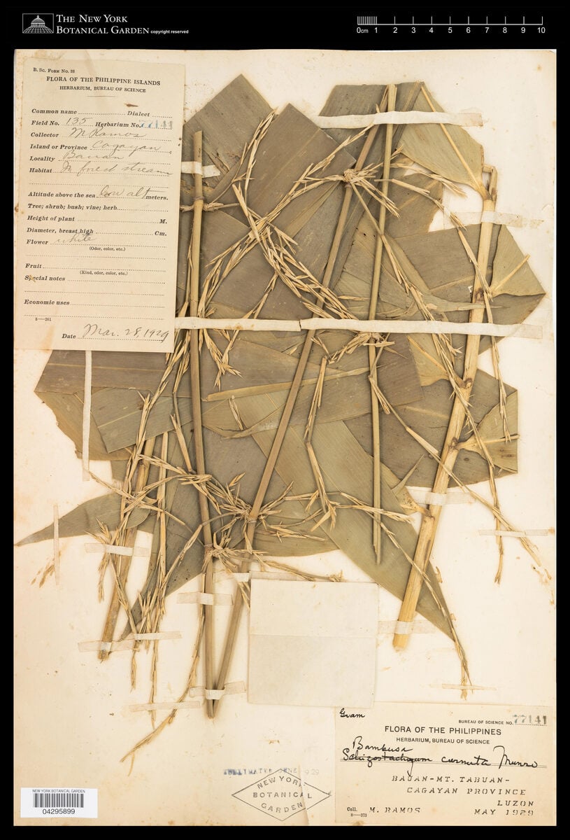 Bambusa cornuta