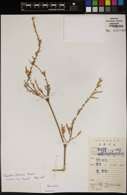 Bambusa flexuosa (Lesser thorny bamboo) — photo