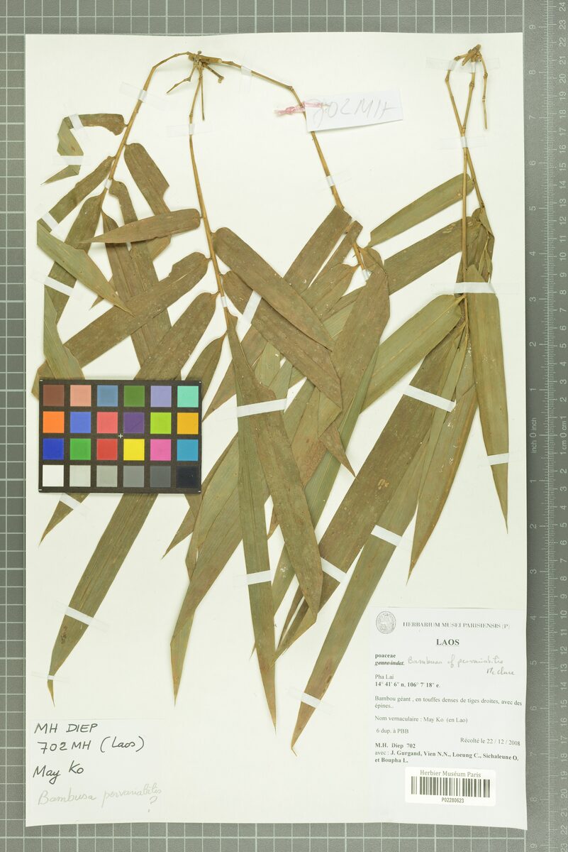 Bambusa pervariabilis (Clumping Bamboo) — photo