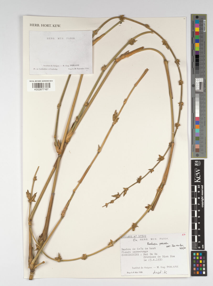 Bambusa procera — photo