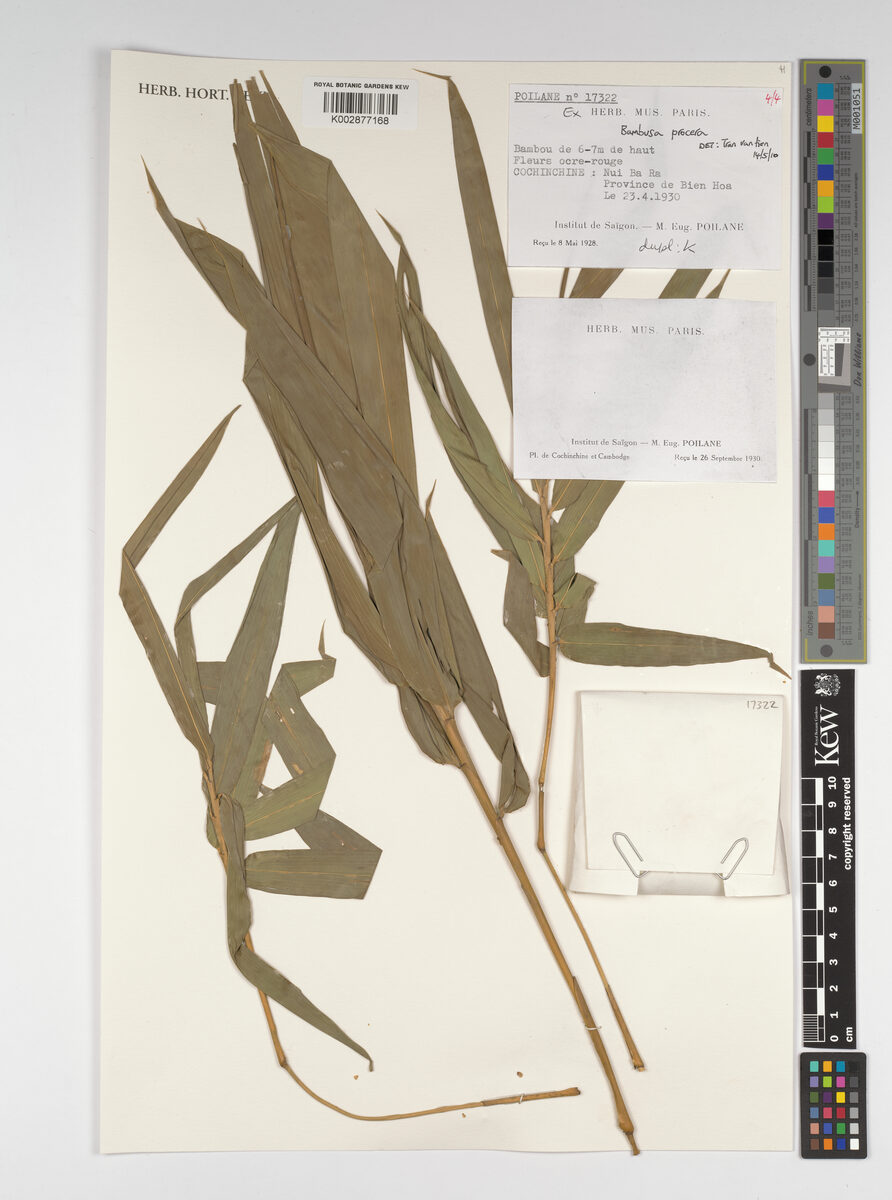 Bambusa procera — photo