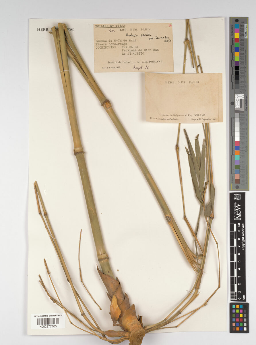 Bambusa procera