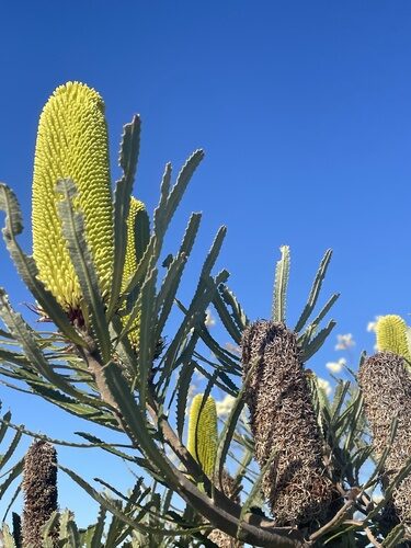 Banksia attenuata (Candlestick Banksia) — photo