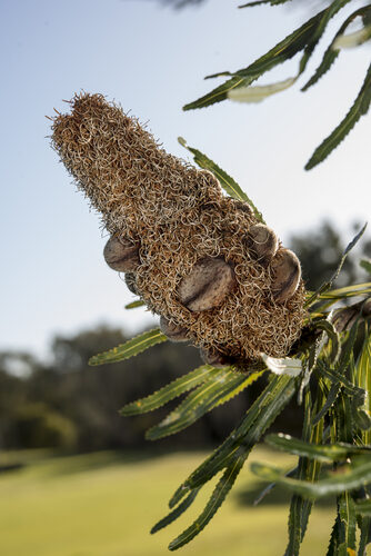 Banksia attenuata (Candlestick Banksia) — photo