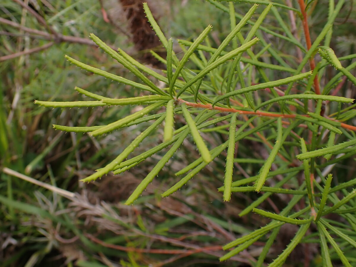 Banksia spinulosa var. collina (Hairpin Banksia) — photo