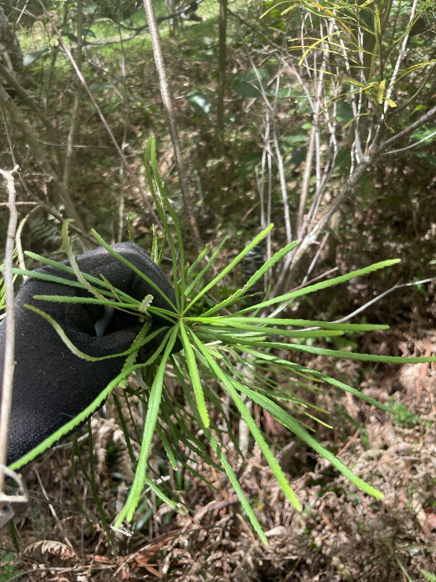 Banksia spinulosa var. collina (Hairpin Banksia) — photo
