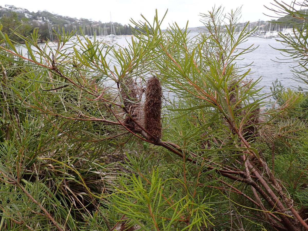 Banksia spinulosa var. collina