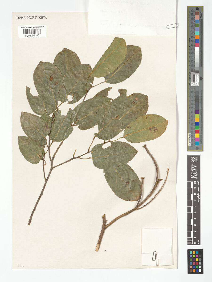 Baphia kirkii subsp. kirkii — photo