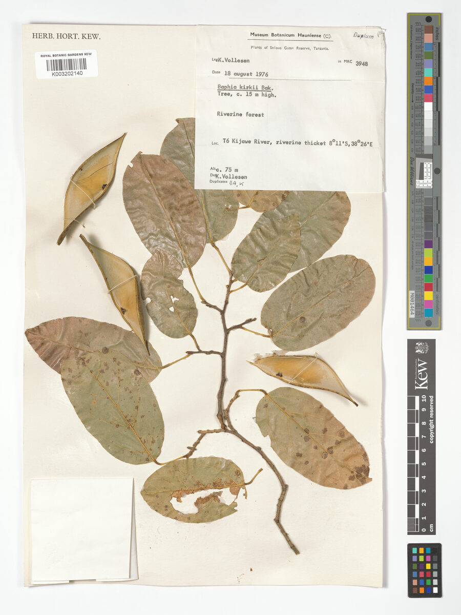 Baphia kirkii subsp. kirkii — photo