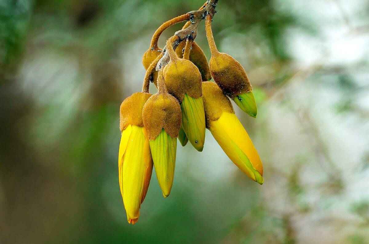 Baphia kirkii