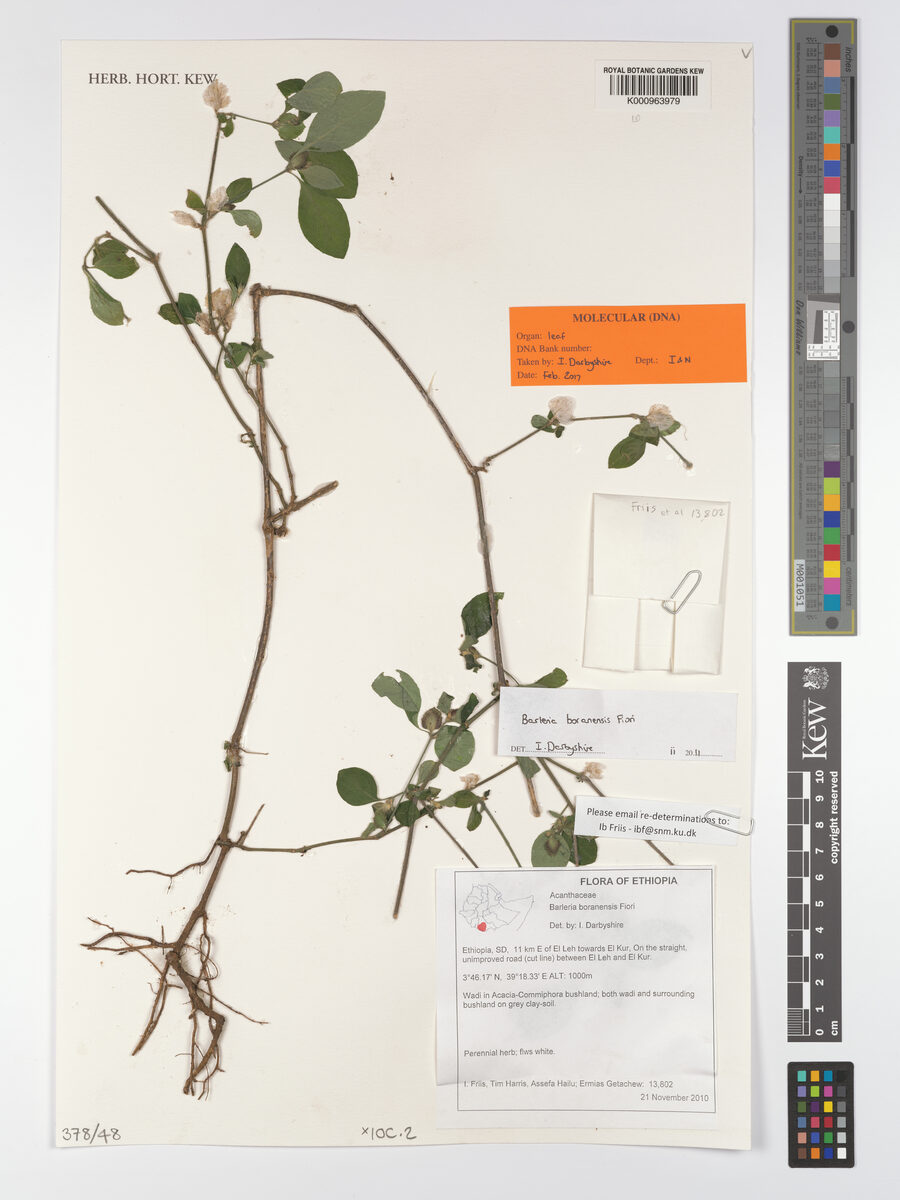 Barleria bornuensis — photo